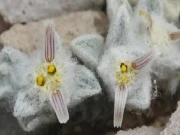 امریکا میں 50 سال بعد نیا پھول دریافت