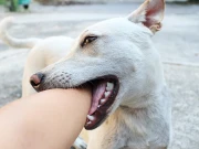 کراچی، سندھ میں رواں برس زیبیز کے باعث پہلی ہلاکت رپورٹ ہو گئی