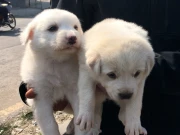 لاہور میں سجا کتوں اور بلیوں کا اتوار بازار