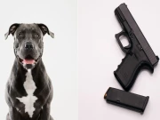 امریکا میں پالتو کتے سے گولی چل گئی؛ مالک ہلاک  