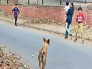 حیدرآباد؛ آوارہ کتے نے 10 افراد کو بھنبھوڑ ڈالا