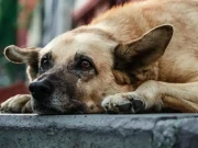 پالتو کتا پکا کر کھانے والے چینی ملازمین مشکل میں پھنس گئے