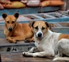 میر پور خاص میں سگ گزیدگی کا شکار بچہ تشویشناک حالت میں کراچی منتقل