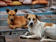 لاہور میں کمسن بچے پر کتے کا حملہ، فوٹیج منظرعام پر