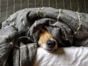 فراری بیچ کر کتوں کے لیے پناہ گاہ بنانے والا جاپانی شہری