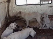 کراچی ائیرپورٹ؛ جنرل ایوی ایشن ایریا سے 7 کتے پکڑ لیے گئے