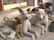 لاہور ہائی کورٹ کا پنجاب بھر میں کتا مار مہم بند کرنے کا حکم