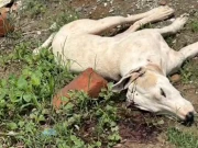 لاہور؛ نامعلوم موٹر سائیکل سواروں کی فائرنگ سے متعدد آوارہ کتے ہلاک