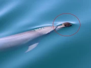 ڈولفن کا چونچ میں اسفنج پھنسا کر شکار کرنے کا منفرد طریقہ