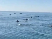 فوٹو اسکرین گریپ