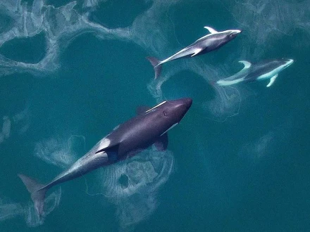 جانی دشمن سمجھی جانے والی ڈولفن اور کلر وہیل سے متعلق دلچسپ اور حیران کن سائنسی تحقیق