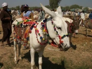 ایٹم بم، راکٹ لانچر، ایف 16؛ پاکستان بھر سے قیمتی اور نایاب گدھے بدین میں جمع