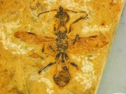 دنیا کی قدیم ترین چیونٹی کی باقیات دریافت