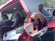 ریچھ غلطی سے گاڑی میں بند، غصے میں گاڑی کا اندرونی حلیہ بگاڑ دیا