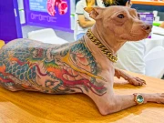 پالتو کتے پر ٹیٹو بنوانے والا چینی شہری تنقید کی زد میں