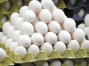 پاکستان سے انڈوں کی برآمدات میں اضافہ، امریکا بھی فہرست میں شامل