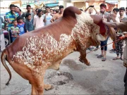 عیدالاضحیٰ پر پیشہ ور قصاب ملنا مشکل ہوگیا، زیادہ معاوضے سے شہری پریشان