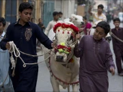 عیدالاضحیٰ؛ قسائی نخرے دکھانے لگے، نرخ بڑھا دیے، اناڑی بھی میدان میں اُتر آئے