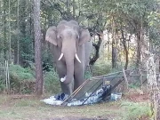 زیمبیا؛ ہتھنی کے حملے میں برطانوی اور نیوزی لینڈ کی سیاح خواتین ہلاک 