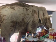 تھائی لینڈ میں بھوکے ہاتھی نے کریانہ اسٹور میں گھس کر ’لنچ‘ اُڑایا؛ ویڈیو وائرل