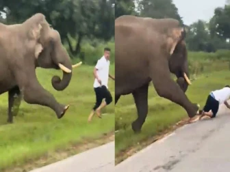 بدمست ہاتھی اب تک تین افراد کو کچل چکا ہے