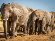 افریقی ہاتھی معدومیت کے دہانے پر