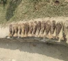 باجوڑ؛ شرپسند عناصر کی جانب سے چھپائے گئے 14 عدد موٹر گولے برآمد