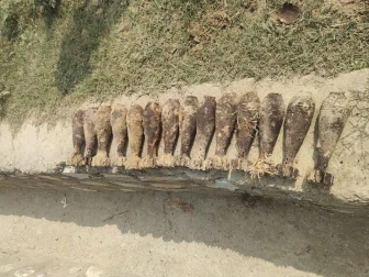 باجوڑ؛ شرپسند عناصر کی جانب سے چھپائے گئے 14 عدد موٹر گولے برآمد