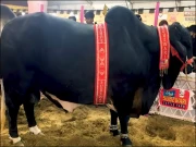 کروڑوں کے جانوروں میں خاص کیا؟