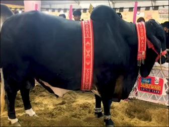 کروڑوں کے جانوروں میں خاص کیا؟