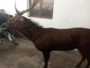 خوراک کی تلاش میں بھوکا سانبھر بھارت سے پاکستان پہنچ گیا