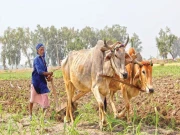 سندھ میں 7 ویں زرعی شماری شروع