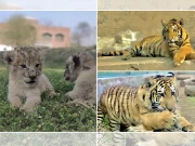 لاہور سفاری زو میں شیر کے 7 بچوں کی پیدائش