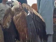 رحیم یار خان میں علاقہ مکینوں نے بڑے سائز کا نایاب سفید گدھ پکڑ لیا