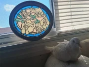 دنیا کی معمر ترین فاختہ