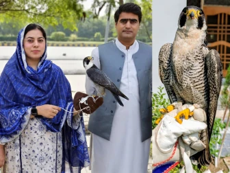 نایاب فالکن پشاور سے کراچی اسمگل کرنے کی کوشش ناکام