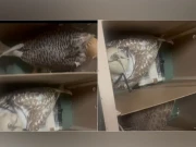 لاہور؛ ایئرپورٹ پرغیرملکی شہریوں سے کروڑوں کے تین فالکن ضبط کرلیے گئے