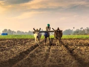 زمین کی تقسیم در تقسیم زرعی پیداوار کو متاثر کرنے کا سبب