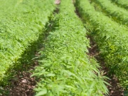  بھنگ کے کاشت کاروں کے گرد گھیرا تنگ، ملوث زمینداروں کی فہرست تیار