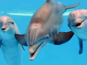 ڈولفنز بھی انسانوں کی طرح ایک دوسرے کا ’نام‘ رکھتی ہیں