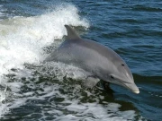 بحیرہ بالٹک میں خود سے باتیں کرتی تنہا ڈولفن دریافت