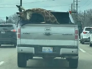 پک اپ ٹرک کے پیچھے زرافہ کی تصاویر سوشل میڈیا پر وائرل