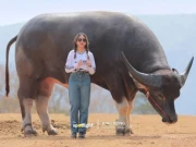 تھائی لینڈ کی بھینس دنیا کی سب سے بڑی بھینس قرار