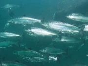 فارم سے مہنگی مچھلیاں سمندر میں جانکلیں، کمپنی کا پکڑنے والوں کیلیے انعام کا اعلان