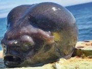 یہ مچھلی ہے یا ایلین؟ گہرے سمندر سے نکلنے والی سمندری مخلوق نے سب کو خوفزدہ کر دیا