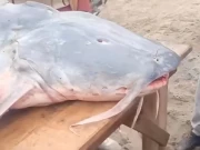 شکرگڑھ؛ شہری نے دریائے راوی سے 65 کلو وزنی مچھلی پکڑ لی، ویڈیو دیکھیں