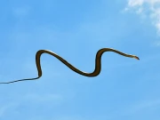 سانپ کیسے اُڑتے ہیں؟