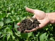 سندھ حکومت کا کسانوں کو یوریا کھاد پر سبسڈی فراہم کرنے کا فیصلہ