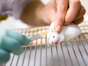 جانوروں میں عمر بڑھانے کا کامیاب تجربہ، انسانوں کیلئے نئی امید کی کرن