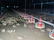 تھائی لینڈ: سیلاب سے پولٹری فارم میں پانی بھر گیا، 50 ہزار مرغیاں ہلاک